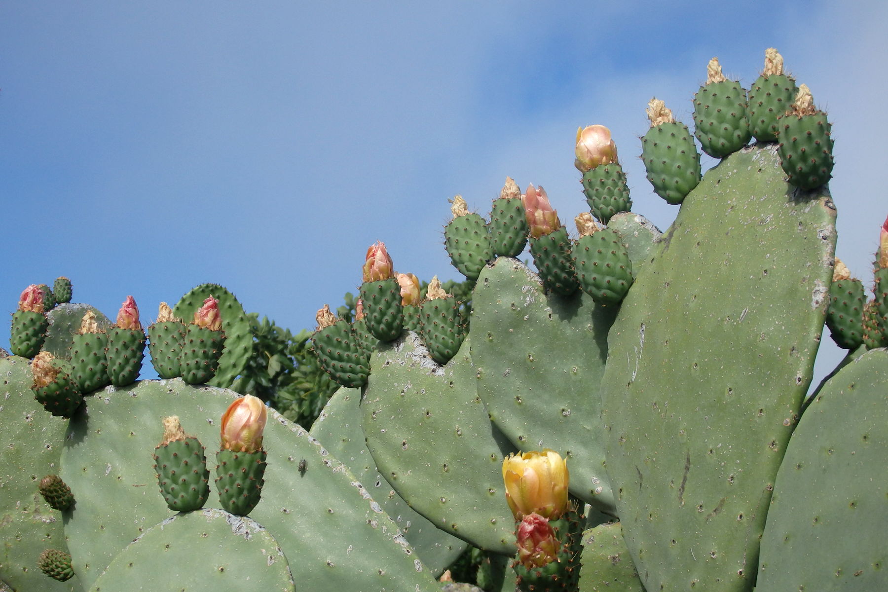 Prickly but beautiful