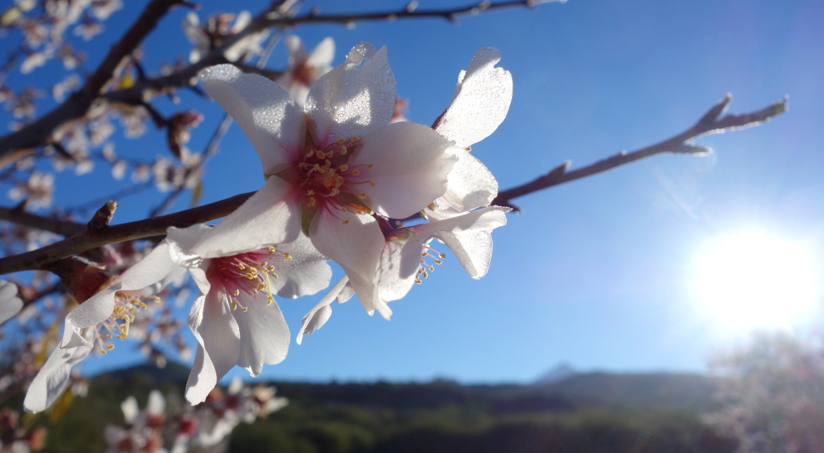 2017.01.29 - Erjos (Tenerife) - Almond flower