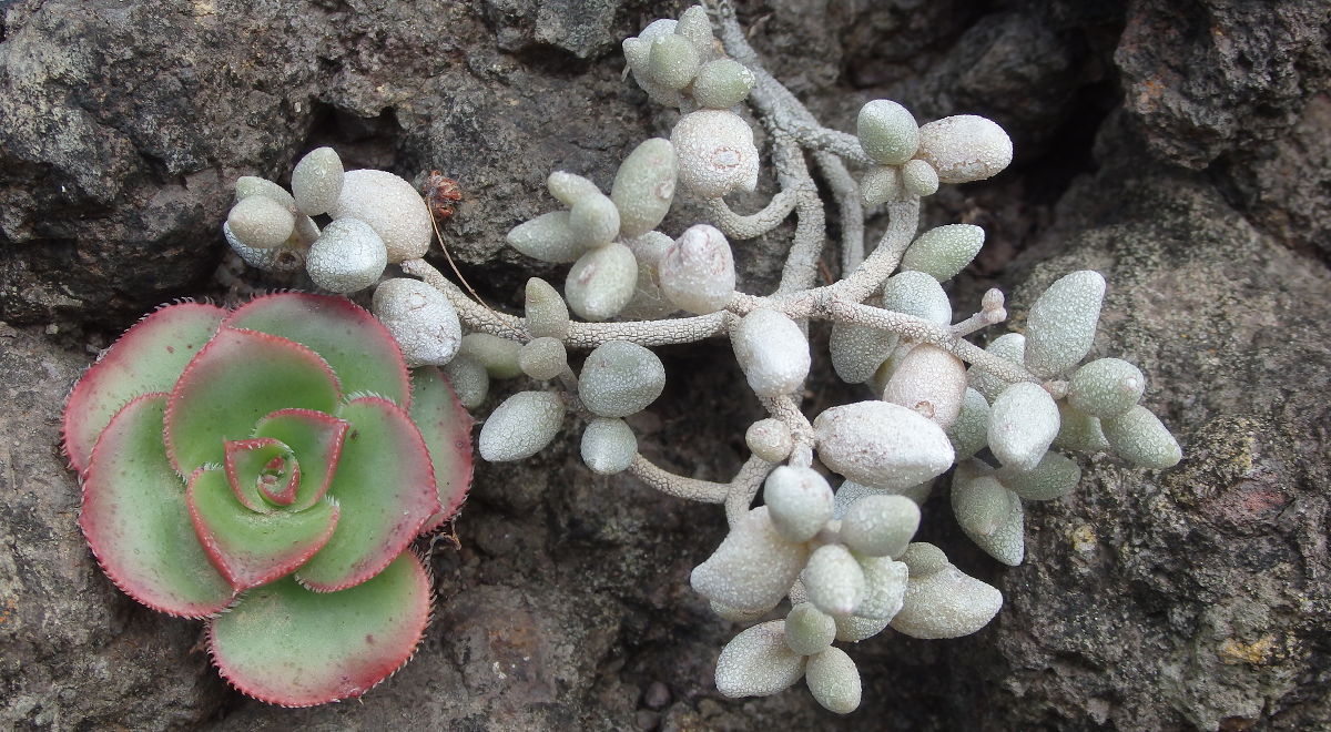 Beauty and the Beast - Aeonium Hierrense