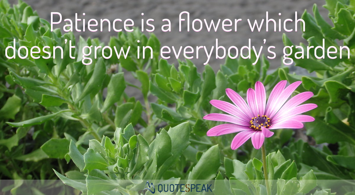 Quote visualisation: Patience is a flower which doesn’t grow in everybody’s garden