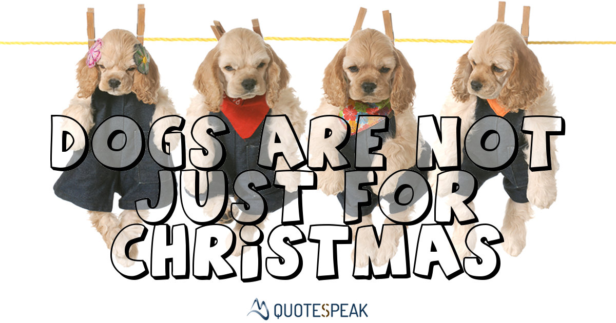 Dogs are not just for Christmas